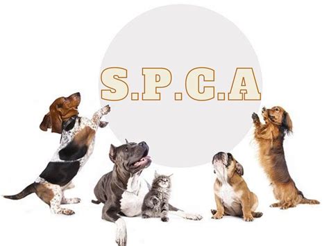 lv humane society|allentown spca dogs for adoption.